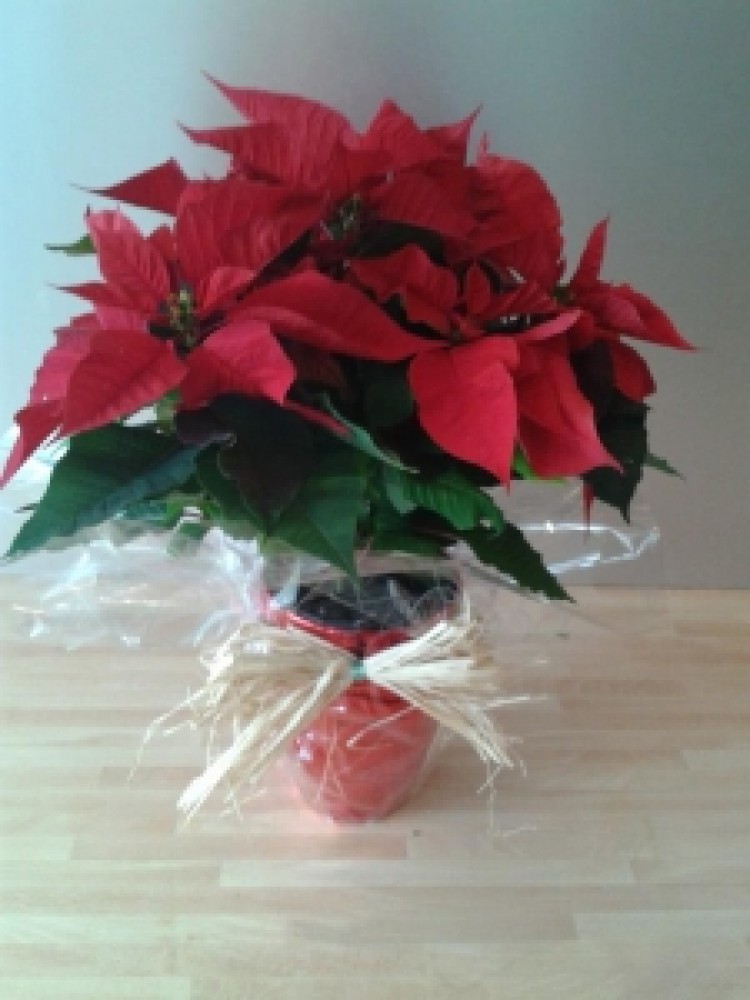 Gift wrapped Poinsettia