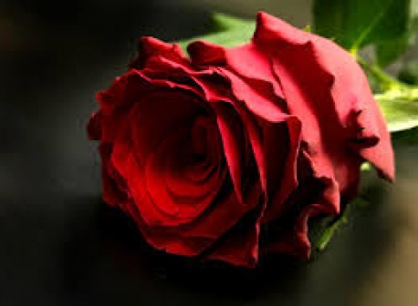 12 Beautiful Red Roses