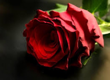24 Beautiful Red Roses